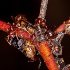 Eurymeloides punctata at Jerrabomberra, ACT - suppressed