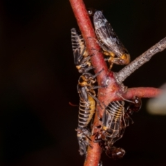 Eurymeloides punctata at Jerrabomberra, ACT - suppressed