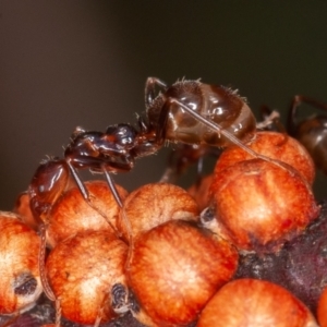 Eriococcus coriaceus at Jerrabomberra, ACT - 28 Dec 2021