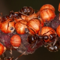 Eriococcus coriaceus at Jerrabomberra, ACT - suppressed