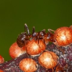 Eriococcus coriaceus at Jerrabomberra, ACT - suppressed