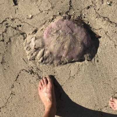 Cyanea annaskala at Broulee Island Nature Reserve - 28 Dec 2021 by BrianH