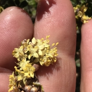 Phebalium squamulosum subsp. ozothamnoides at Cotter River, ACT - 20 Dec 2021 09:15 AM