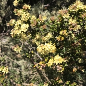 Phebalium squamulosum subsp. ozothamnoides at Cotter River, ACT - 20 Dec 2021 09:15 AM