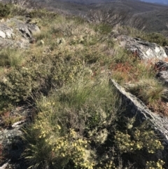 Phebalium squamulosum subsp. ozothamnoides at Cotter River, ACT - 20 Dec 2021 09:15 AM