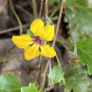 Goodenia hederacea subsp. alpestris at Cotter River, ACT - 28 Dec 2021