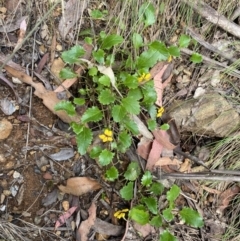 Goodenia hederacea subsp. alpestris at Cotter River, ACT - 28 Dec 2021