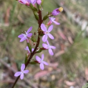 Stylidium armeria subsp. armeria at Cotter River, ACT - 28 Dec 2021