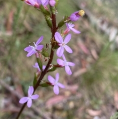 Stylidium armeria subsp. armeria (Trigger Plant) at Cotter River, ACT - 27 Dec 2021 by Ned_Johnston