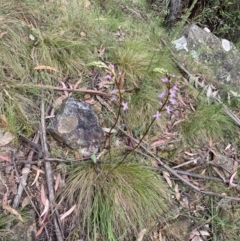 Stylidium armeria subsp. armeria at Cotter River, ACT - 28 Dec 2021