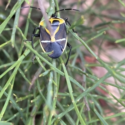 Commius elegans (Cherry Ballart Shield Bug) at Namadgi National Park - 27 Dec 2021 by Ned_Johnston