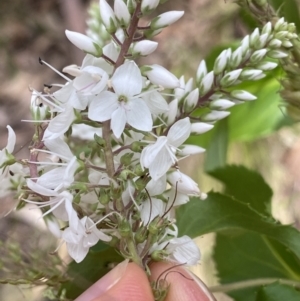 Veronica derwentiana subsp. derwentiana at Cotter River, ACT - 28 Dec 2021