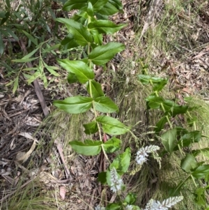 Veronica derwentiana subsp. derwentiana at Cotter River, ACT - 28 Dec 2021