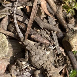 Rankinia diemensis at Cotter River, ACT - 28 Dec 2021 09:52 AM