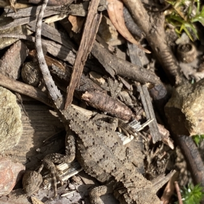 Rankinia diemensis (Mountain Dragon) at Cotter River, ACT - 27 Dec 2021 by Ned_Johnston