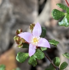 Boronia algida (Alpine Boronia) at Cotter River, ACT - 28 Dec 2021 by NedJohnston