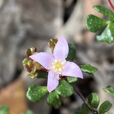 Boronia algida (Alpine Boronia) at Cotter River, ACT - 28 Dec 2021 by NedJohnston