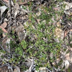 Boronia algida at Cotter River, ACT - 28 Dec 2021