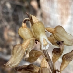 Gastrodia procera (Tall Potato Orchid) at Cotter River, ACT - 28 Dec 2021 by NedJohnston