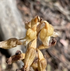 Gastrodia procera at Cotter River, ACT - suppressed