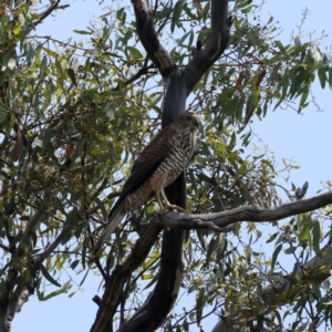 Tachyspiza fasciata at Ainslie, ACT - suppressed