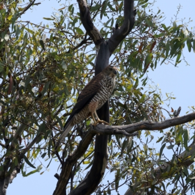 Accipiter fasciatus (Brown Goshawk) at Mount Ainslie - 25 Dec 2021 by jb2602