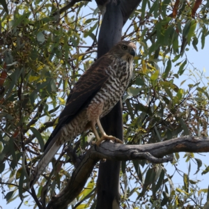 Accipiter fasciatus at Ainslie, ACT - 26 Dec 2021