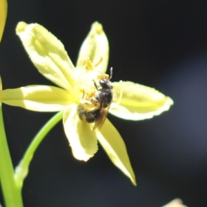 Lasioglossum (Chilalictus) sp. (genus & subgenus) at Cook, ACT - 15 Dec 2021