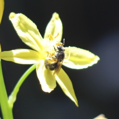 Lasioglossum (Chilalictus) sp. (genus & subgenus) (Halictid bee) at Cook, ACT - 15 Dec 2021 by Tammy