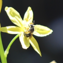 Lasioglossum (Chilalictus) sp. (genus & subgenus) (Halictid bee) at Cook, ACT - 14 Dec 2021 by Tammy