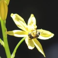 Lasioglossum (Chilalictus) sp. (genus & subgenus) at Cook, ACT - 15 Dec 2021