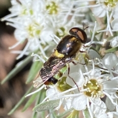 Odontomyia hunteri (Soldier fly) at Jerrabomberra, NSW - 28 Dec 2021 by Steve_Bok