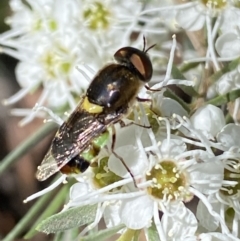 Odontomyia hunteri at Jerrabomberra, NSW - 29 Dec 2021