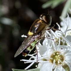 Odontomyia hunteri at Jerrabomberra, NSW - 29 Dec 2021