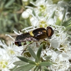 Odontomyia hunteri at Jerrabomberra, NSW - 29 Dec 2021 08:57 AM