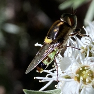 Odontomyia hunteri at Jerrabomberra, NSW - 29 Dec 2021