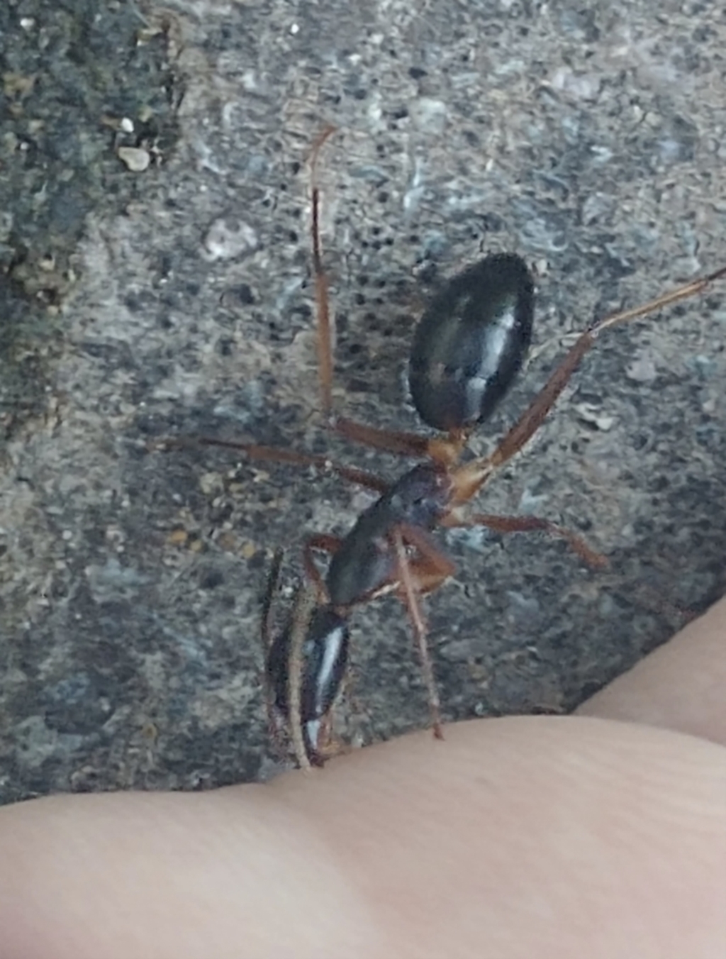 Camponotus sp. (genus) at Spence, ACT - 28 Dec 2021