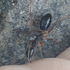 Camponotus sp. (genus) (A sugar ant) at Spence, ACT - 28 Dec 2021 by SunnyU
