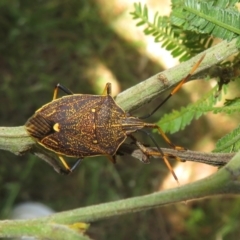 Poecilometis strigatus (Gum Tree Shield Bug) at Lake George, NSW - 24 Dec 2021 by Christine