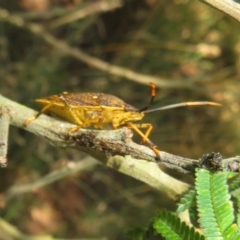 Poecilometis strigatus at Lake George, NSW - 24 Dec 2021