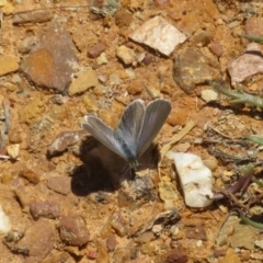 Zizina otis (Common Grass-Blue) at QPRC LGA - 24 Dec 2021 by Christine