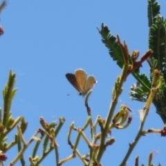 Nacaduba biocellata (Two-spotted Line-Blue) at Lake George, NSW - 24 Dec 2021 by Christine