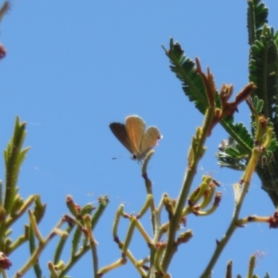 Nacaduba biocellata (Two-spotted Line-Blue) at Lake George, NSW - 24 Dec 2021 by Christine