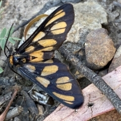 Amata (genus) (Handmaiden Moth) at Mount Jerrabomberra QP - 28 Dec 2021 by Steve_Bok