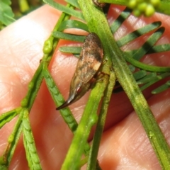 Philagra parva (Beaked spittlebug) at Lake George, NSW - 24 Dec 2021 by Christine