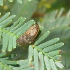 Philagra parva at Lake George, NSW - 24 Dec 2021