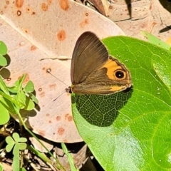 Hypocysta metirius (Brown Ringlet) at Narrawallee Bushcare - 29 Dec 2021 by trevorpreston