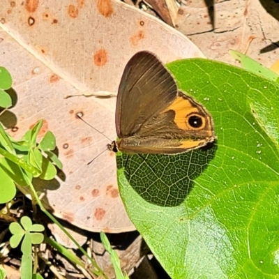 Hypocysta metirius (Brown Ringlet) at Narrawallee Bushcare - 29 Dec 2021 by trevorpreston