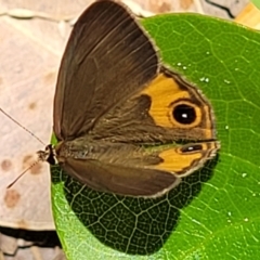 Hypocysta metirius at Narrawallee, NSW - 29 Dec 2021