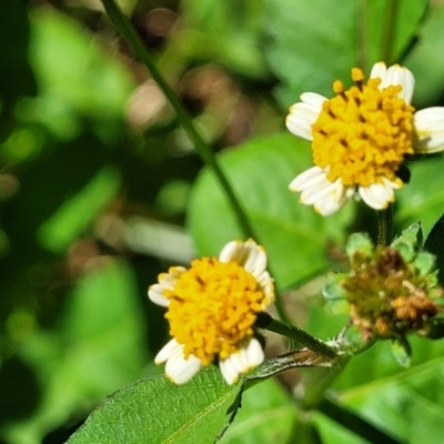 Galinsoga parviflora (Potato Weed) at Narrawallee, NSW - 29 Dec 2021 by trevorpreston